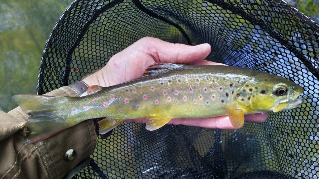 Photo of a nice trout to finish the day